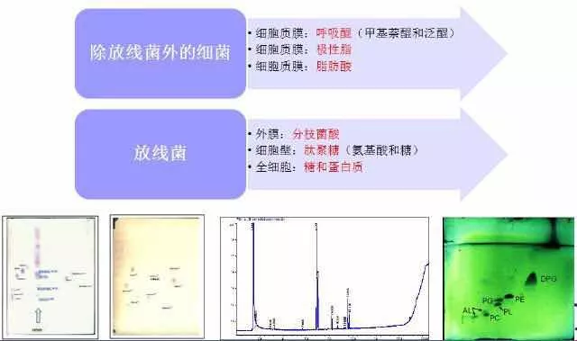 微生物鉴定