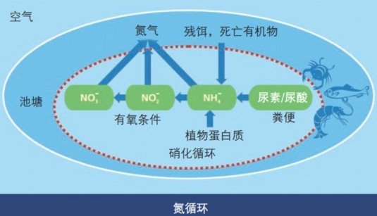 水中亚硝酸盐形成过程